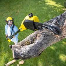 Trusted Collings Lakes, NJ Tree Removal and Landscaping Services Experts